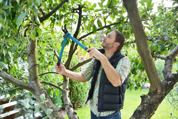 Best Arborist Consultation Services  in Cordova, AL